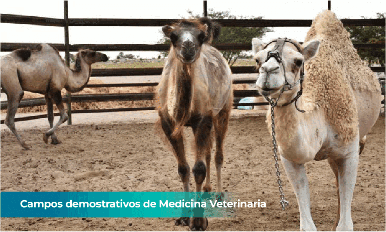 nuevasLABORATORIOS - CENTROS DE PRODUCCION_2