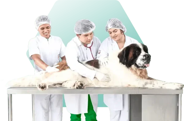 Veterinaria personajes-min