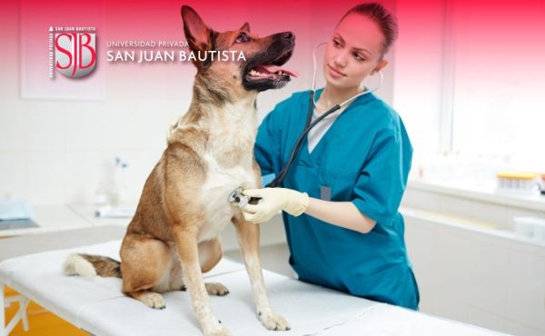 dia-mundial-veterinaria